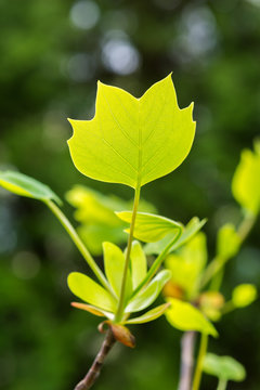 Tulip tree green leaf.