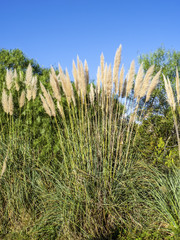 Reed flower and blue sky background
