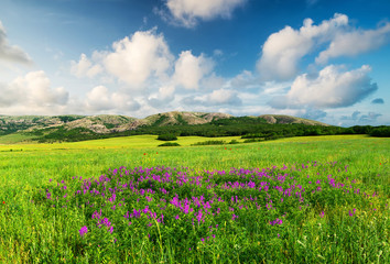 Fototapeta na wymiar Field with flowers in mountain valley. Natural summer landscape..
