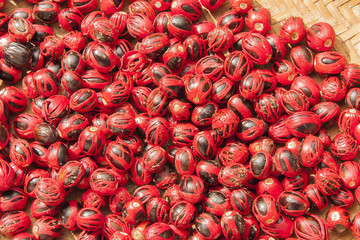 noix de muscade au séchage