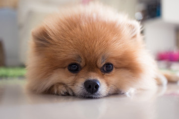 pomeranian dog cute pets in home