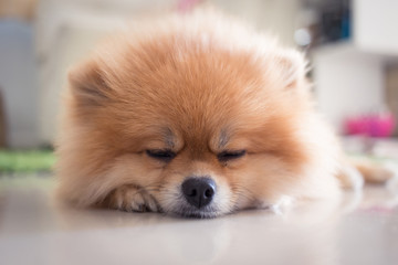 pomeranian dog cute pets in home
