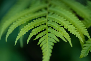 Grass in summer forest. Natural summer background