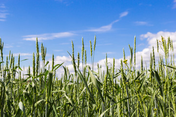 Obraz premium Зеленая трава на фоне неба