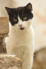 Уличный кот