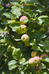 Яблоки на ветке