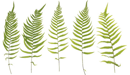 Original size full frame of the collected Leaf fern isolated on