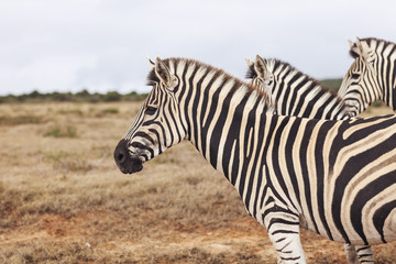 Fototapeta na wymiar Zebra in the Wild