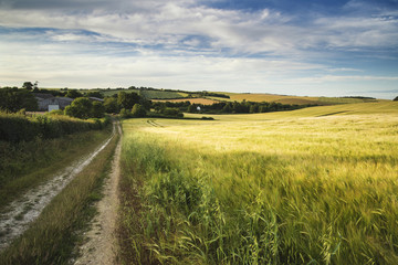 Summer landscape over agricultural farm field of crops in late a