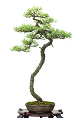 Abwaschbare Fototapete Bonsai Nadelbaum Kiefer als Bonsai Baum