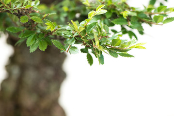 Nahaufnahme Laub Ulme als Bonsai Baum