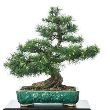 Lärche (Larix decidua) als Bonsai Baum