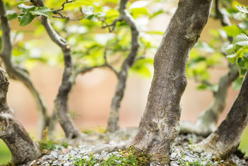 Fototapeta premium Bonsai Wald aus Hainbuchen