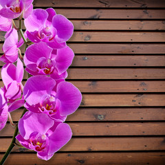 Close-up of pink orchid phalaenopsis. Bouquet of flowers orchids on wooden background