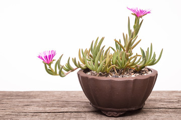 Lila Blüten einer Mittagsblume