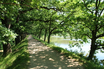 Alley on the Banks of the Pond