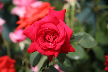 Red Rose