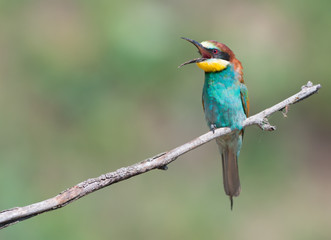  European bee-eater (Merops apiaster)
