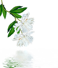 Fototapeta na wymiar peony flowers isolated on white background