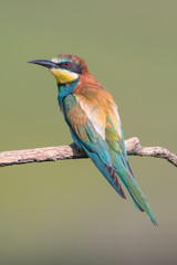European bee-eater