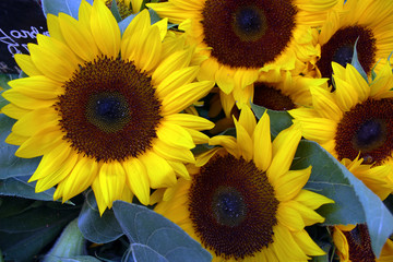Sunflowers for Sale in Provence