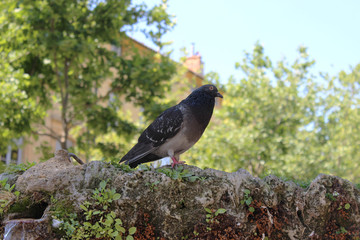 Pigeon standing on a water Fountain. Cours Mirabeau Aix-En-Prove