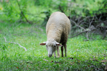 Obraz na płótnie Canvas Sheep standing in green field