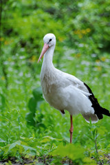White stork