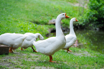White Domestic goose