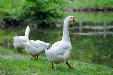 White Domestic goose