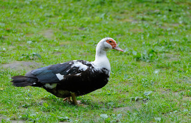 Duck