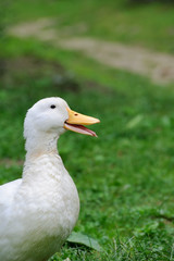 Duck