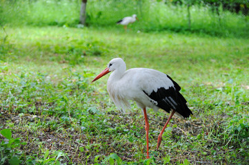 White stork