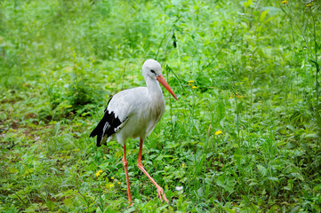 White stork