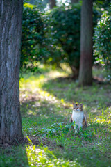 のらねこのいる風景