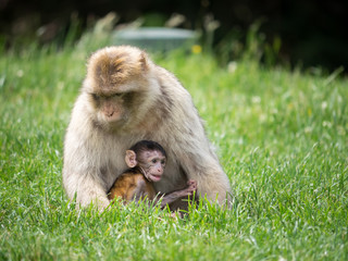 Macaque mother and infant