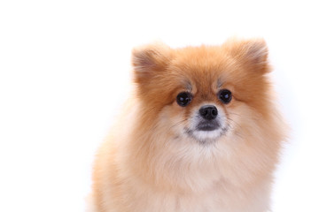 brown pomeranian dog isolated on white background