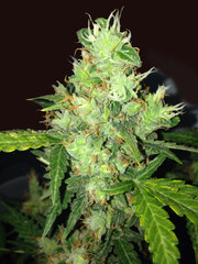 Marijuana's flower indoor