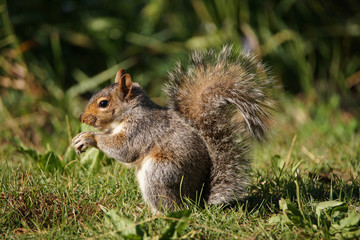 Naklejka na ściany i meble Squirrel