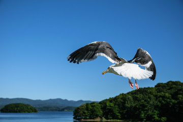Fototapeta na wymiar Flying seagull at Toya lake