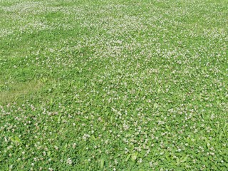 Grüne Wiese mit Blümchen im Sommer bei Sonnenschein auf dem Mehrgenerationen Spielplatz in Greste und Asemissen bei Leopoldshöhe und Bielefeld in Ostwestfalen-Lippe