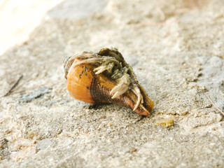 Hermit Crab