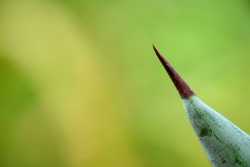 Stachel eine Agave