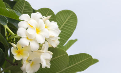 Frangipani flower texture and background.