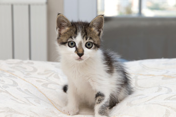 Katzenwelbe liegt im Bett