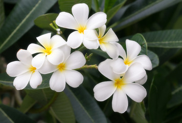 Fototapeta na wymiar Frangipani flower texture and background.