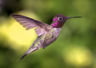 Fototapeta na wymiar Hummingbird in Flight, Color Image, Day