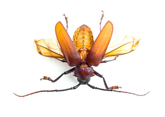 brown scarab beetle