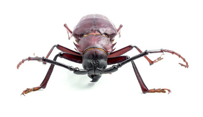 brown scarab beetle