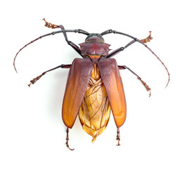 brown scarab beetle